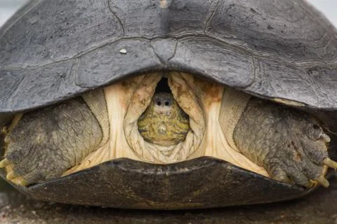 Head Turtle inside shell Stock Photos