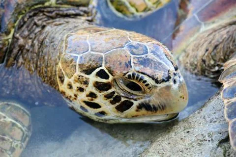 Head of a turtle Stock Photos