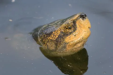 Head Turtle on surface water Stock Photos
