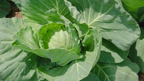 Head of Vibrant Green Cabbage Stock Footage 312006417