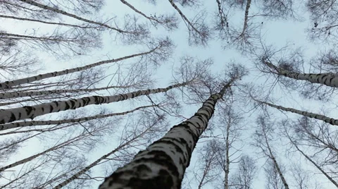 Head up view on to the birch tops: wind moves trunks of russian trees Stock-Footage 34560561