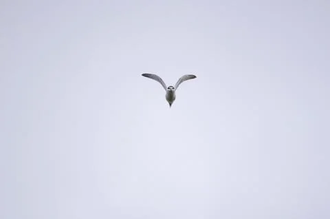 Head-on view of Least Tern Stock Photos