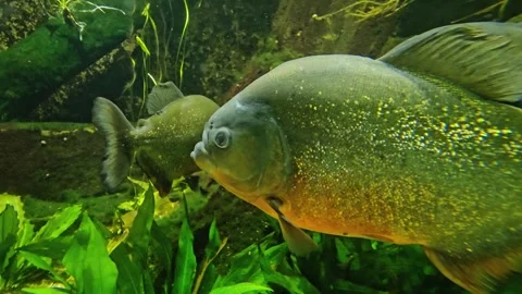 Head view of a piranha fish Stock Footage 296540244