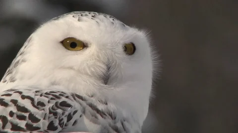 Head view of Snowy Owl, North America Stock Footage