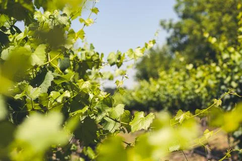 Head in the Vines. Stock Photos