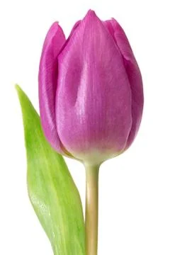 Head of a violet tulip Foto stock