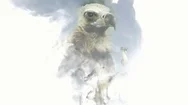The Head Of A Vulture Appears On A White Background Of Smoke Stock Footage