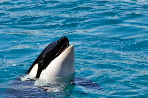 Head of whale killer Stock Photos