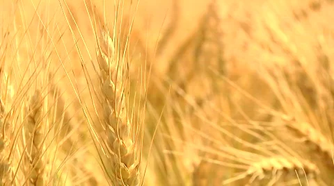 Head of wheat Stock Footage 851058