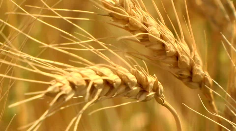 Head of Wheat Stock Footage 851211