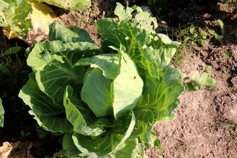 Head of white cabbage on a bed in a vegetable garden Stock Photos