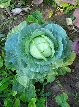 A head of white cabbage with drops of dew Stock Photos