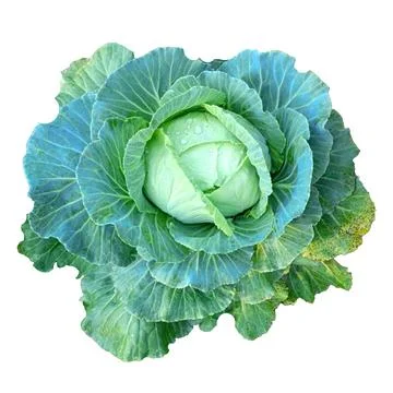 Head of white cabbage with drops of dew - color photo isolate for design. Stock Photos
