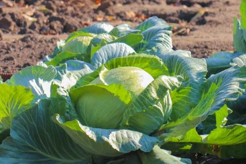 Head of white cabbage in the garden under the sun Stock-Fotos