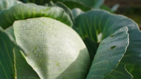 A head of white cabbage growing in a garden in drops of dew, close-up Stock Footage 263184013