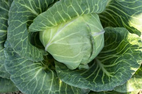 Head of white cabbage growing in vegetable garden Stock Photos