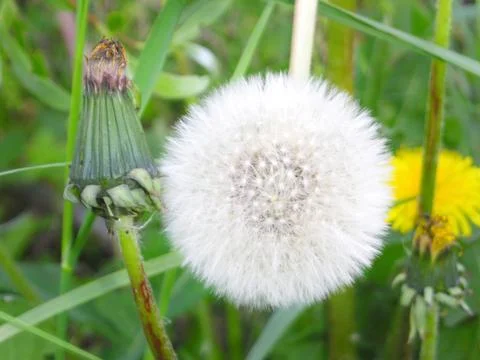 Head of a white dandelion Stock Photos