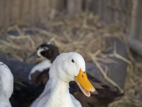 Head of white duck on blur background Stock Photos