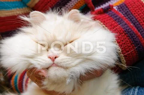 Head of a white fluffy cat Stock Photos