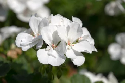 Head of white geranium flowers Stock Photos