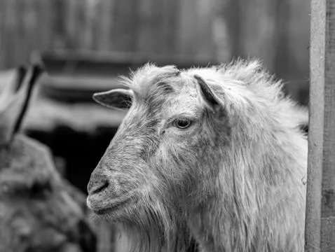 The head of the white goat is close-up. Stock Photos