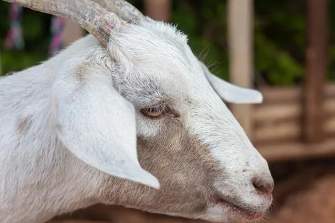 Head of a white goat close-up Stock Photos