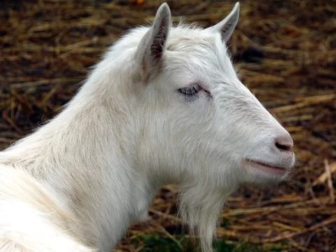 The head of a white goat Photos
