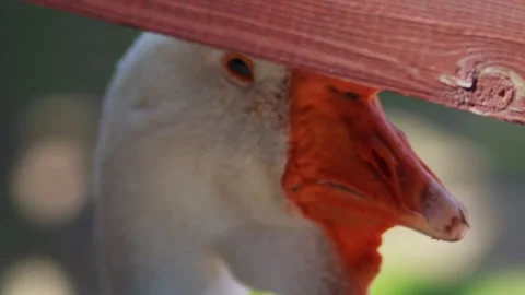 Head of a white goose with a long neck and an orange beak, close-up Stock Footage 305841252