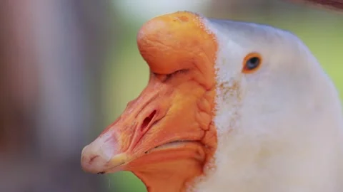 Head of a white goose with a long neck and an orange beak, close-up Stock Footage 305841262