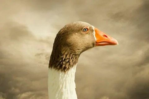 Head of a white goose Foto stock