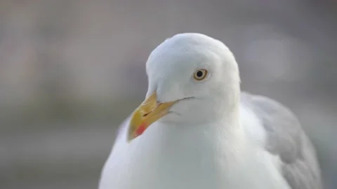 The head of a white gull. Close-up. Big yellow beak. The seagull turns its head Stock Footage 158948441