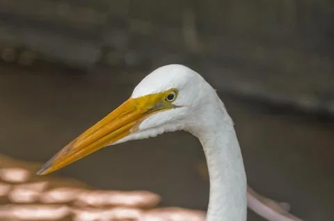 Head of a white heron Stock Photos