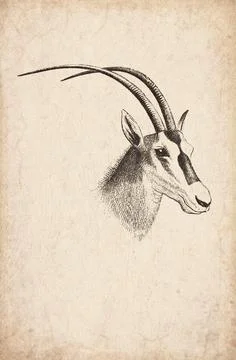 Head of White Oryx Wall Trophy Mount, 1920s Illustration Stock Illustration