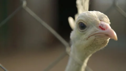 THE HEAD OF A WHITE PEACOCK IN A CAGE Stock Footage 158027543