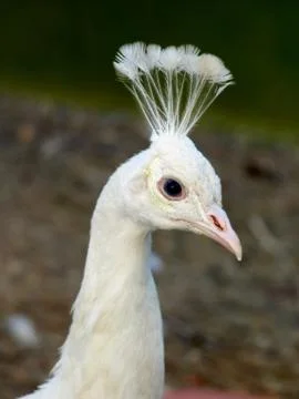 Head of white peacock. Stock Photos