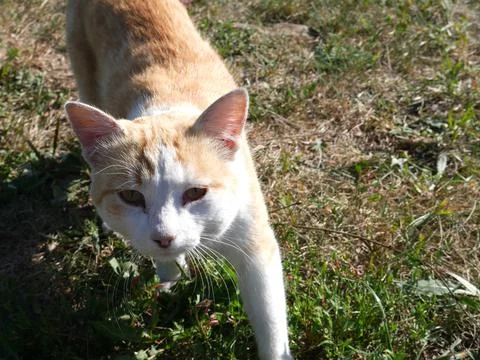 The head of a white-red cat on a background of green grass. Close. Summer Stock Photos