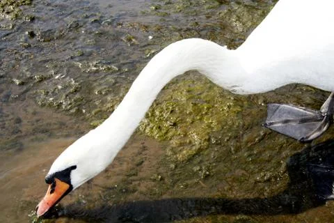 Head white swan Stock Photos