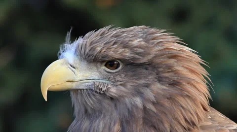 Head of white-tailed sea eagle on blur green background close up. Stock Footage 46445040