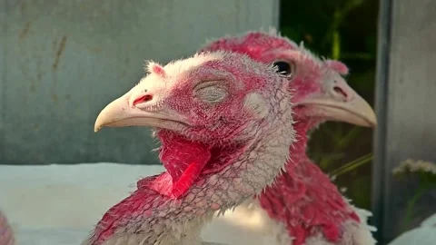 Head White walking turkey bird on meadow. Summer day on farm. 動画素材 162441413