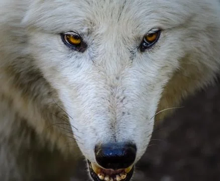 Head of a white wolf Stock Photos