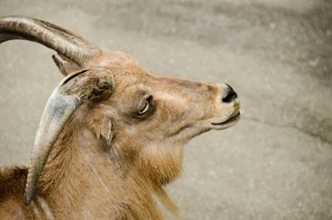 Head of a wild goat Stock Photos