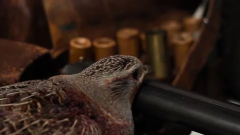 Head of wild quail on a background of cartridges for a hunting rifle 스톡 동영상 123571014