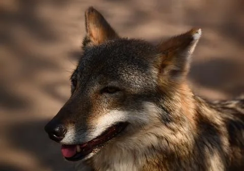 The head of the wolf, the master of the taiga and the forest Stock Photos