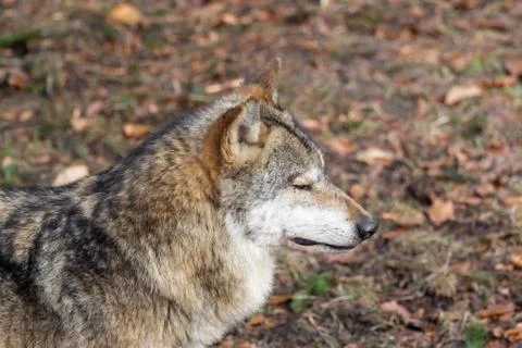 The head of a wolf from the side Stock Photos
