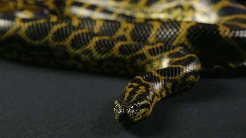Head of yellow anaconda Stock Footage 90302401