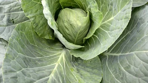 A head of young cabbage grows on a bed in the garden. Green cabbage leaves. Stock Footage 143837726