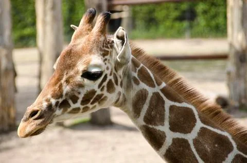 Head of a young giraffe Stock Photos