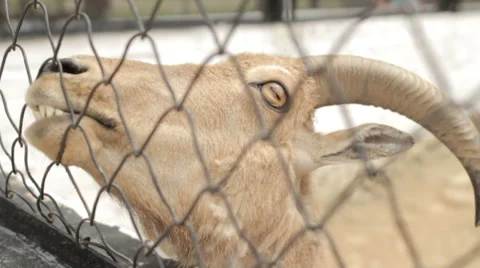 The head of a young goat close-up. Stock Footage 65388751