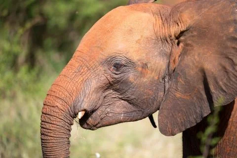 A head of a young red elephant in front the bush Stock Photos