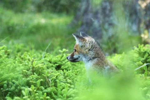 Head of young red fox  in forest - Vulpes vilpes Foto stock